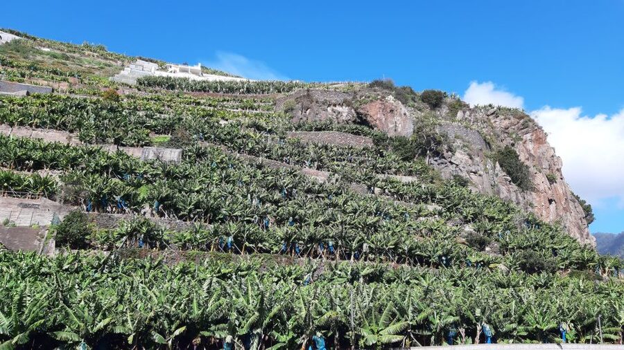 Madeira: Private Banana Farm Tour with Pickup - Who This Tour Suits Best (And Who Might Want Something Else)