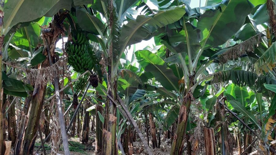 Madeira: Private Banana Farm Tour with Pickup - Private Pickup and a 2.5-Hour Route You Can Actually Fit
