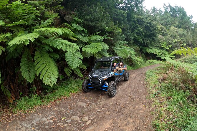 Madeira Private Buggy Adventure: Forest and Mountains - Laurissilva Forest stop: the sensory side of Madeira