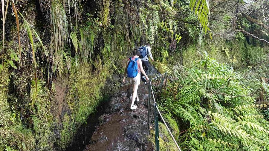 Madeira: Private Guided Levada Caldeirão Verde Walk PR9 - Why the Caldeirão Verde Walk Feels Like Madeira at Working Scale