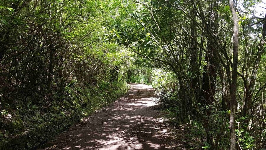 Madeira: Private Guided Levada Caldeirão Verde Walk PR9 - Private Guide Value: What You’re Paying For at $117