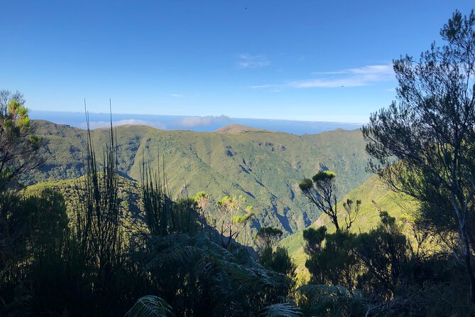 Madeira: Private Guided Walk Vereda Fanal PR13 - Vereda Fanal on Paul da Serra: what you are really hiking