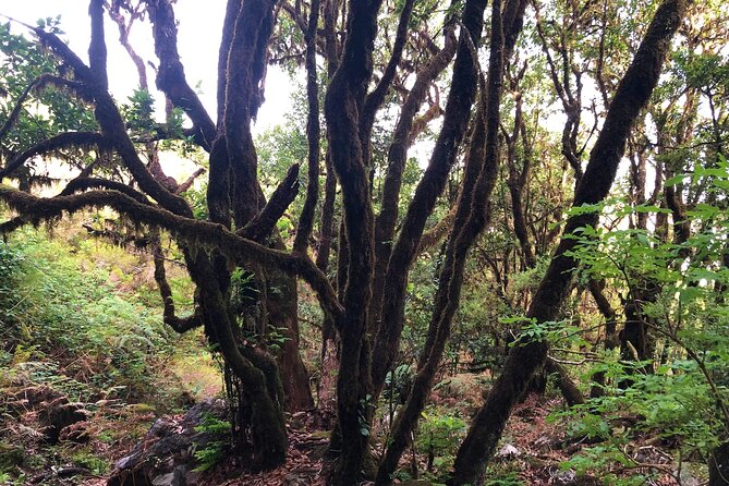 Madeira: Private Guided Walk Vereda Fanal PR13 - Ribeira da Janela valley viewpoints: where the effort pays off