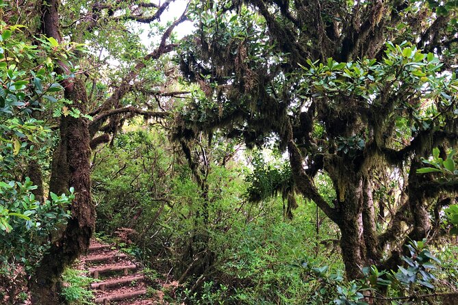 Madeira: Private Guided Walk Vereda Fanal PR13 - What to pack for a 5-hour Madeira nature walk