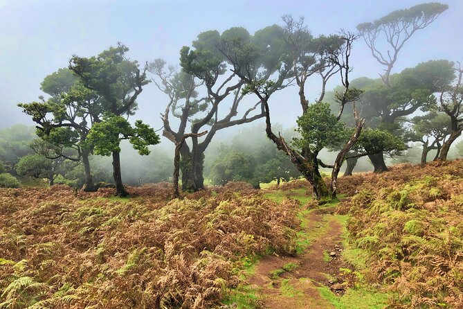 Madeira: Private Guided Walk Vereda Fanal PR13 - Price and logistics: is $104.11 a good deal for this kind of day?