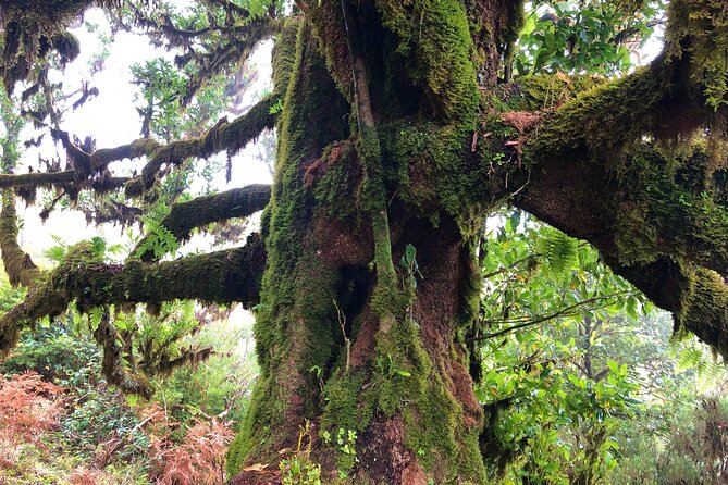 Madeira: Private Guided Walk Vereda Fanal PR13 - Who this hike is best for, and who should reconsider