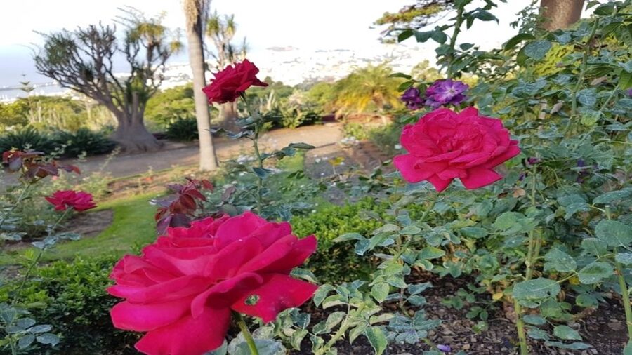Madeira: Private Half-Day Guided Gardens Tour - Timing, weather, and what to pack for comfort