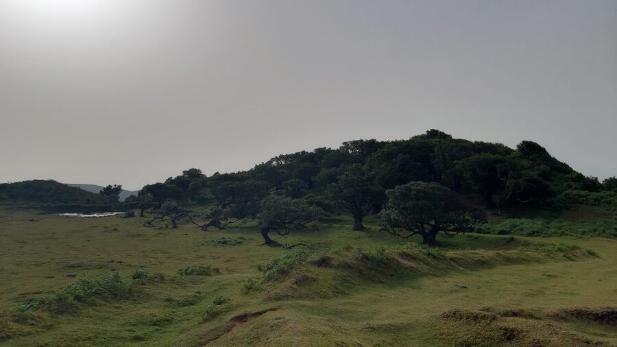 Madeira: Private Tour of Fanal Forest - Key highlights you will feel right away