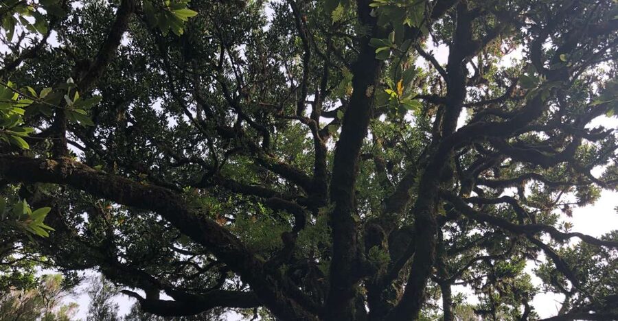 Madeira: Private Tour of Fanal Forest - Is this tour a good fit for your body and your plans?