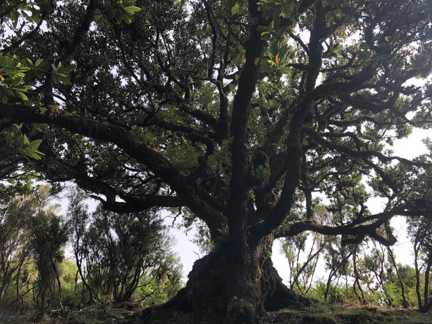 Madeira: Private Tour of Fanal Forest - Getting to Fanal: the easy start with hotel pickup