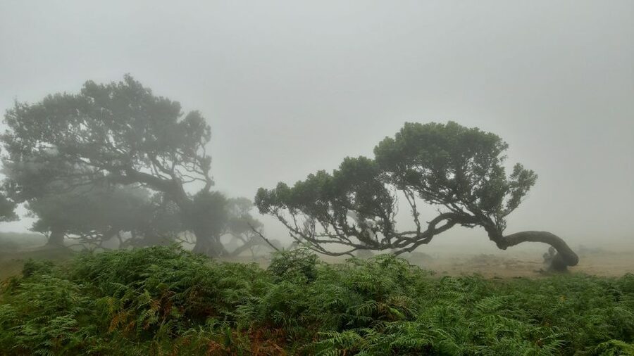 Madeira: Private Tour of Fanal Forest - The centenary Tis Trees (Ocotea foetens) stop