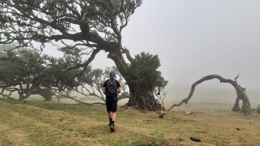 Madeira: Private Tour of Fanal Forest - Walking along the big plateau in Madeira