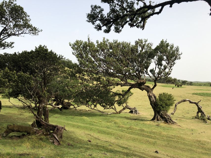 Madeira: Private Tour of Fanal Forest - Rainy-season option: the crater lake near Fanal