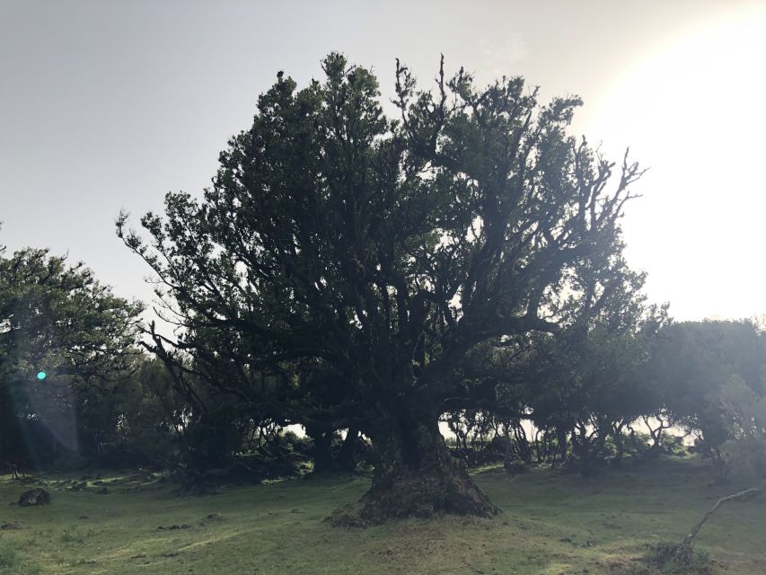 Madeira: Private Tour of Fanal Forest - Private group, expert guide, and what that means for your day