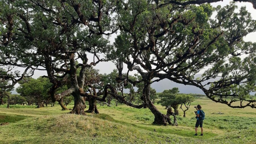 Madeira: Private Tour of Fanal Forest - Price and value: what you are paying for at $188 per group