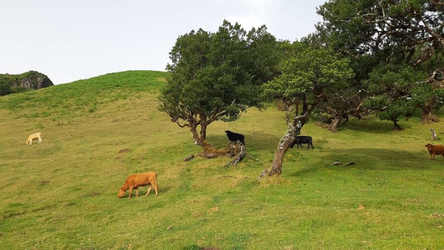 Madeira: Private Tour of Fanal Forest - What to bring (and what not to do) for a smoother forest walk