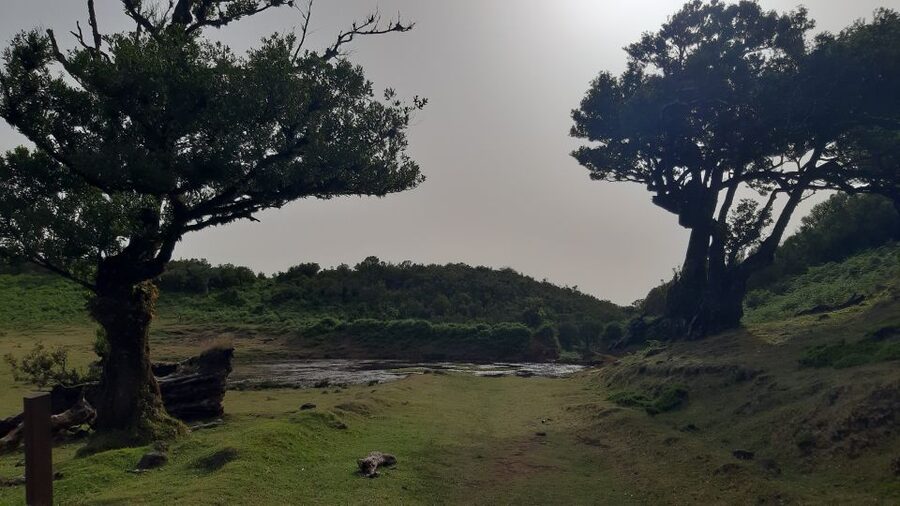 Madeira: Private Tour of Fanal Forest - Laurisilva, UNESCO, and why this forest feels different