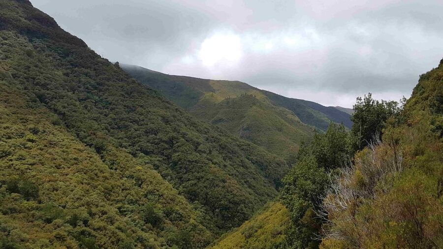 Madeira: Private Walking Tour of Levada das 25 Fontes PR6 - The Kind of Guide That Makes This Walk Worth It