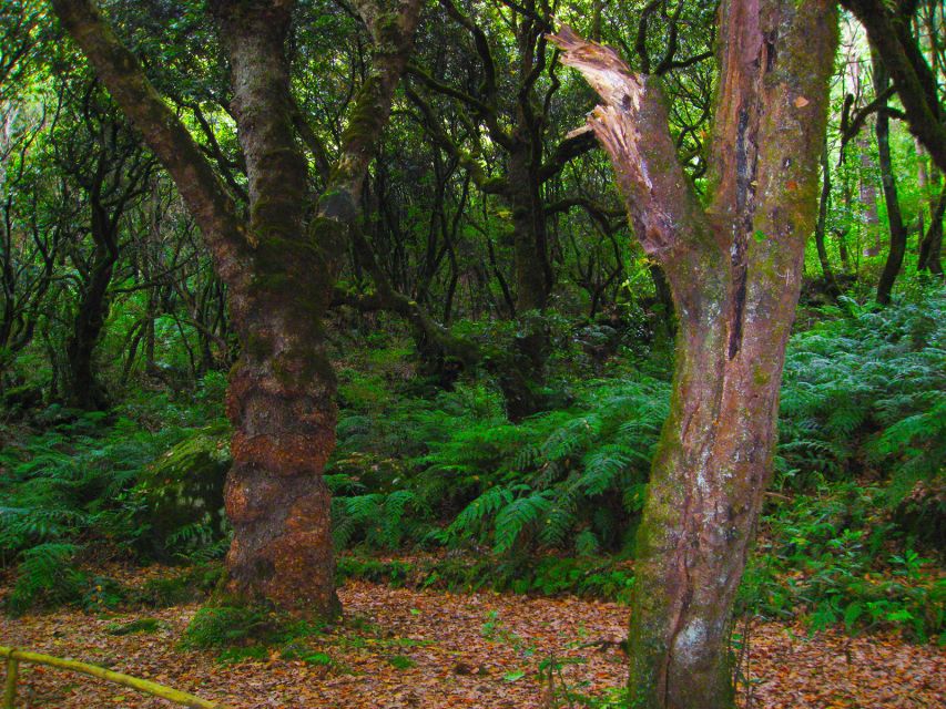 Madeira: Queimadas, Caldeirão Verde and Levada Walk - Price and value: what $50 gets you for an 8 hour day
