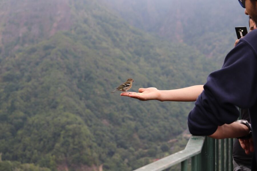 Madeira: Rabaçal 25 Fountains Levada Walk & Cabo Girão - Rabaçal and 25 Fontes: what makes this walk worth the effort