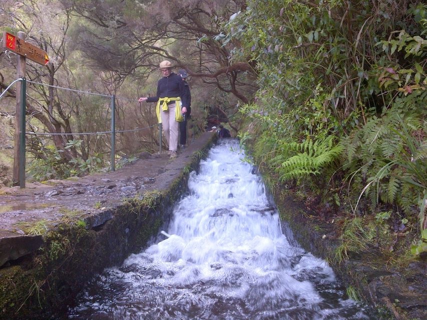 Madeira: Rabaçal Valleys 3-Hour Guided Walk - Laurisilva UNESCO forest: what you will notice on the ground