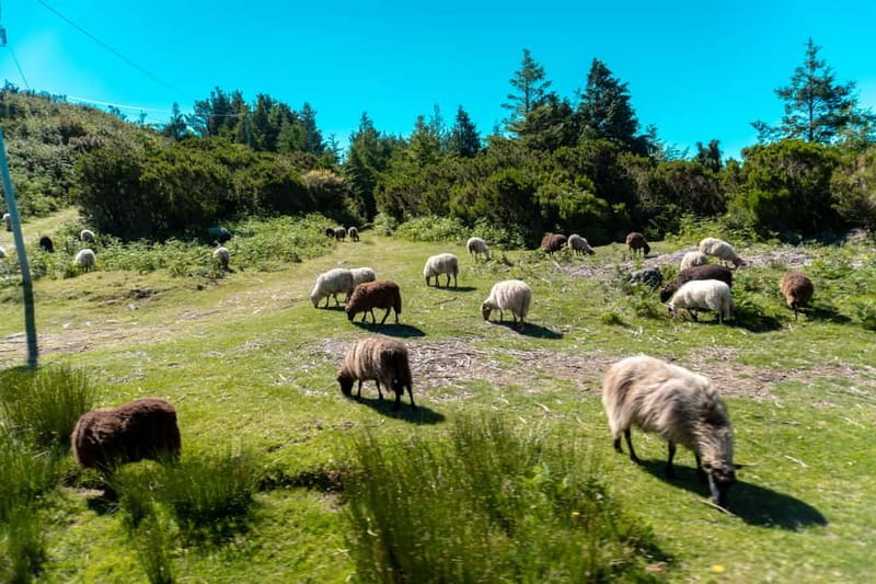 Madeira: Santana Jeep Safari and Balções Levada Walk - Madeira Jeep Safari Meets Levada Walk: What This 8-Hour Day Really Feels Like
