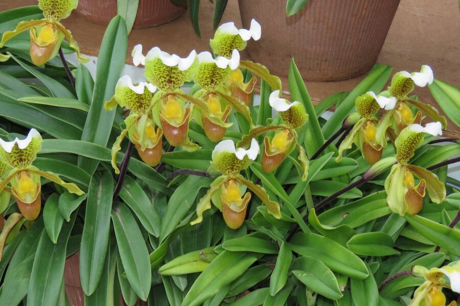 Madeira : Santo de Serra Local Farmers' Market half day trip - Small group size: why it matters, and when it can still feel tight