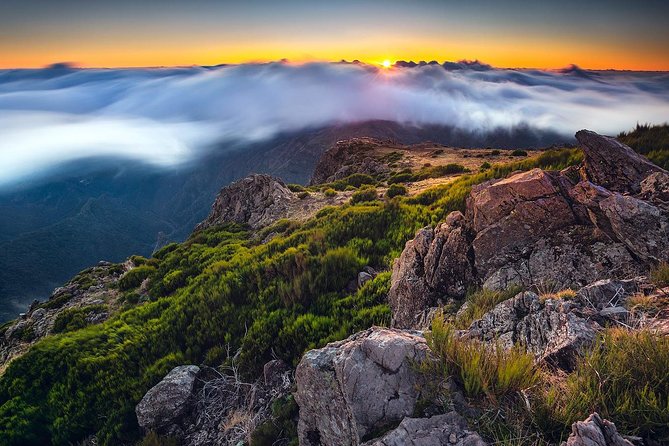 Madeira Top Sunrise - Price and Value at $66.54: What You Get for Your Money