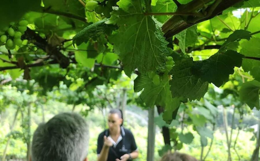 Madeira - Vineyard Tour Wine Tasting - Included - Price and value: is $85 a fair deal for this Madeira combo?