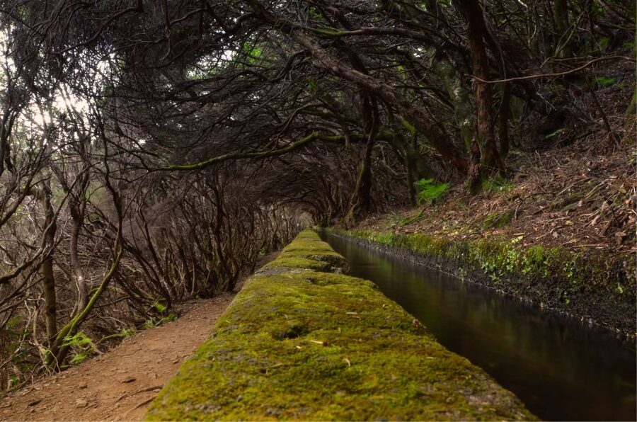 Madeira Walks - Rabaçal and the 25 Fountains - A Day in Rabaçal: What You See and Hear Along the Levada