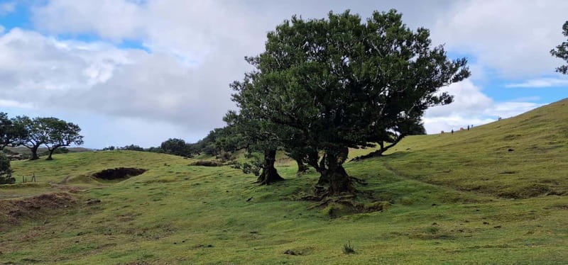Madeira West Island Full-Day Tour with Fanal Forest - Porto Moniz volcanic pools: where the day turns from photos to play