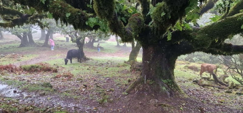 Madeira West Island Full-Day Tour with Fanal Forest - Getting back to Funchal on time, and why timing still matters