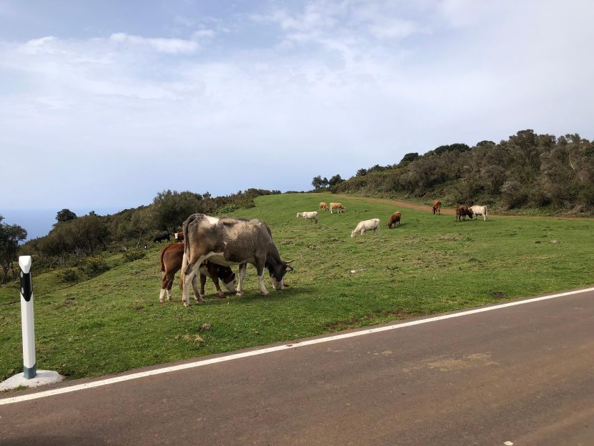 Madeira West Safari - The natural lava pools of Porto Moniz - Price and logistics, what $82 buys you
