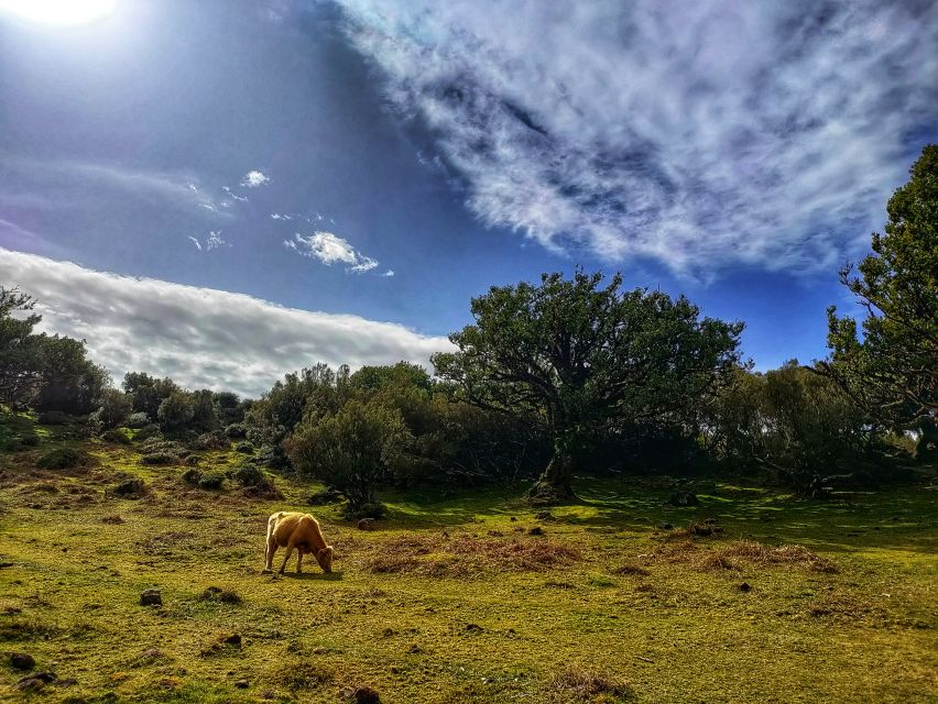 Madeira: Western Madeira Guided Trip & Fanal Mystic Forest - Starting in Câmara de Lobos, where Madeira feels lived-in