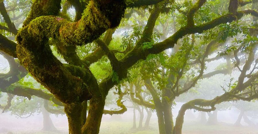 Madeira: Western Madeira Guided Trip & Fanal Mystic Forest - Cabo Girão Skywalk: big cliff drama, plus the fee