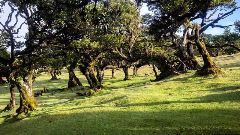 Madeira: Westside Achadas Cruz, Moniz, Seixal and Fanal - Fanal Forest: misty trees, quiet walking, and cow sightings