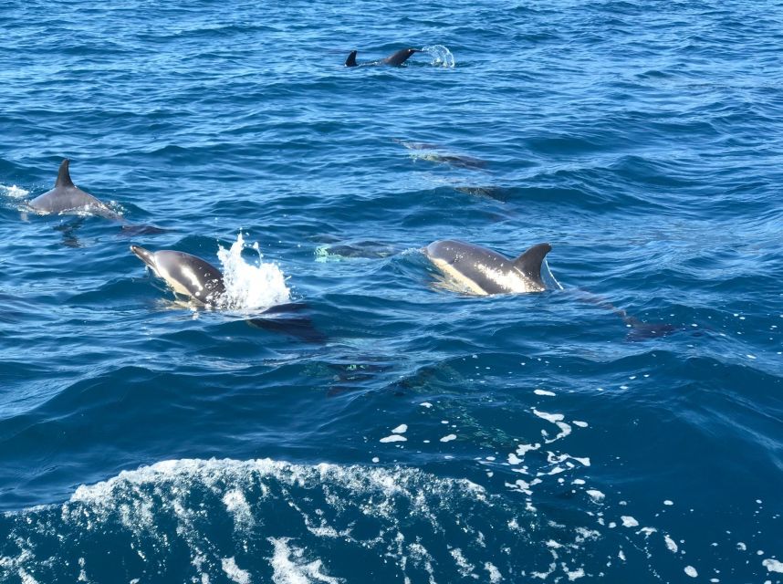 Madeira: Whale and Dolphin Watching Private Cruise - FAQ