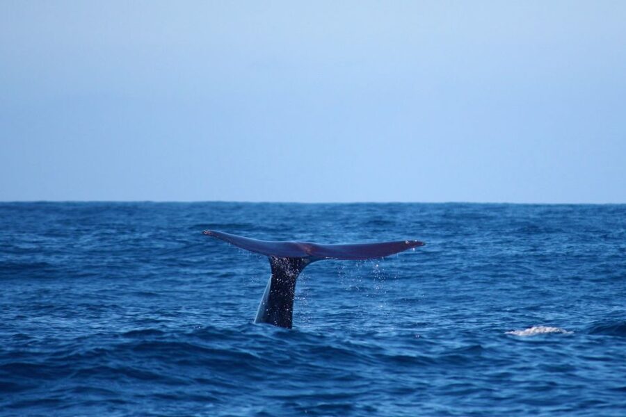 Madeira: Whale and Dolphin Watching Private Cruise - The Snorkeling Break near Calheta: the part many people remember