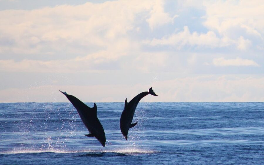 Madeira: Whale and Dolphin Watching Private Cruise - Price and value: what you’re paying for at $577 per group