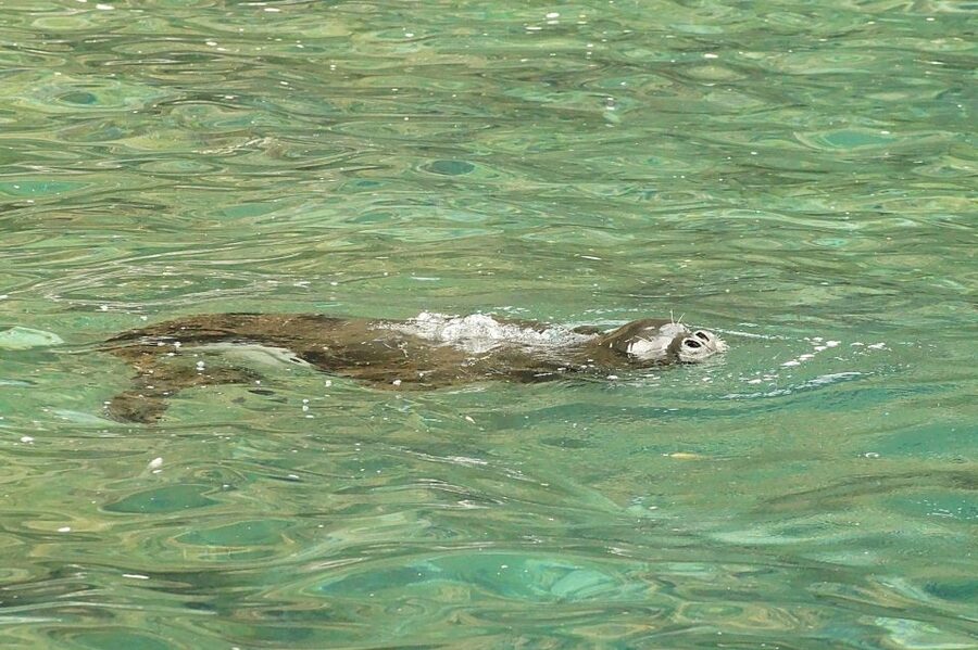 Madeira: Whale and Dolphin Watching Tour - Key Things You’ll Notice on This Tour