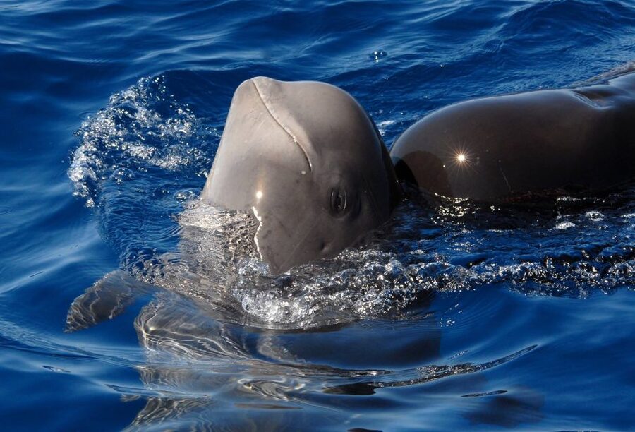 Madeira: Whale and Dolphin Watching Tour - Where You Meet and How the Trip Starts in a Calm, Organized Way