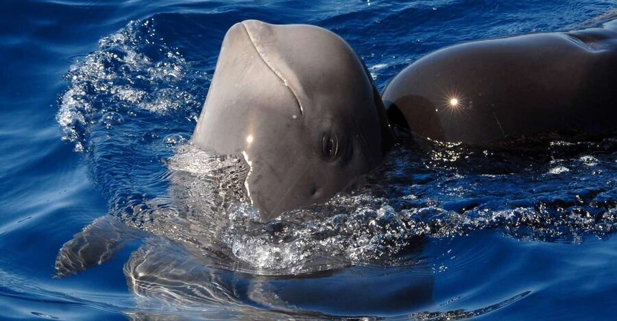 Madeira: Whale and Dolphin Watching Tour - Whale, Dolphin, and Turtle Watching Off Ponta de São Lourenço