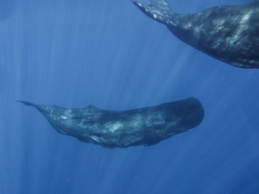 Madeira: Whale and Dolphin Watching Tour - Marine Biologist Commentary: What You Gain Beyond the Sighting