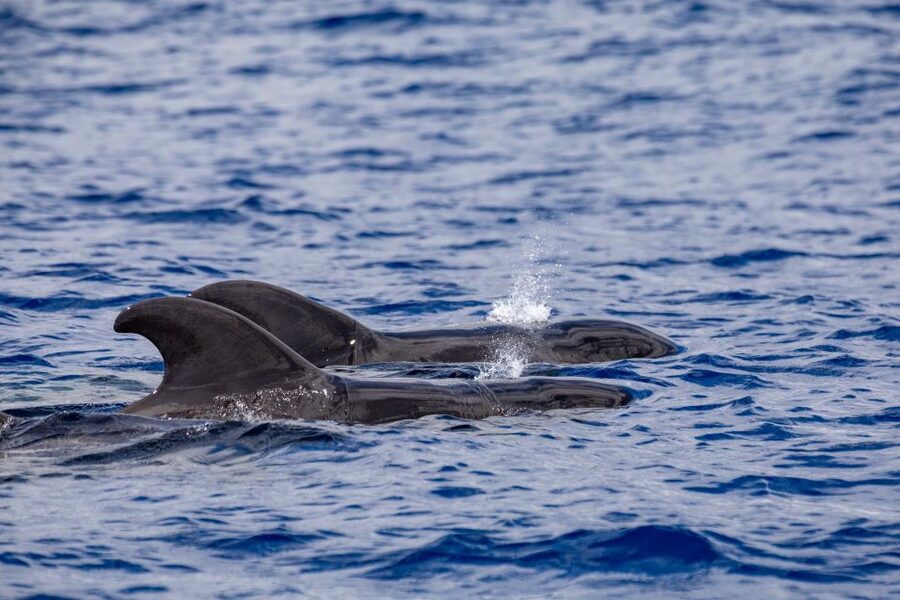 Madeira: Whale and Dolphin Watching Tour - Price and Value: Is $70 for 2 Hours Worth It?