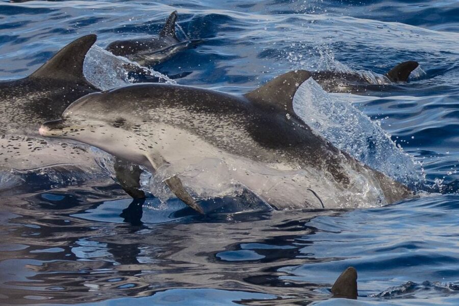 Madeira: Whale and Dolphin Watching Tour - Languages on Board: Plan Around English, Portuguese, or Spanish