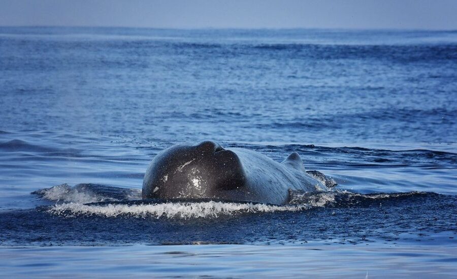 Madeira: Whale Watching Excursion in a Traditional Vessel - Key Points Before You Go