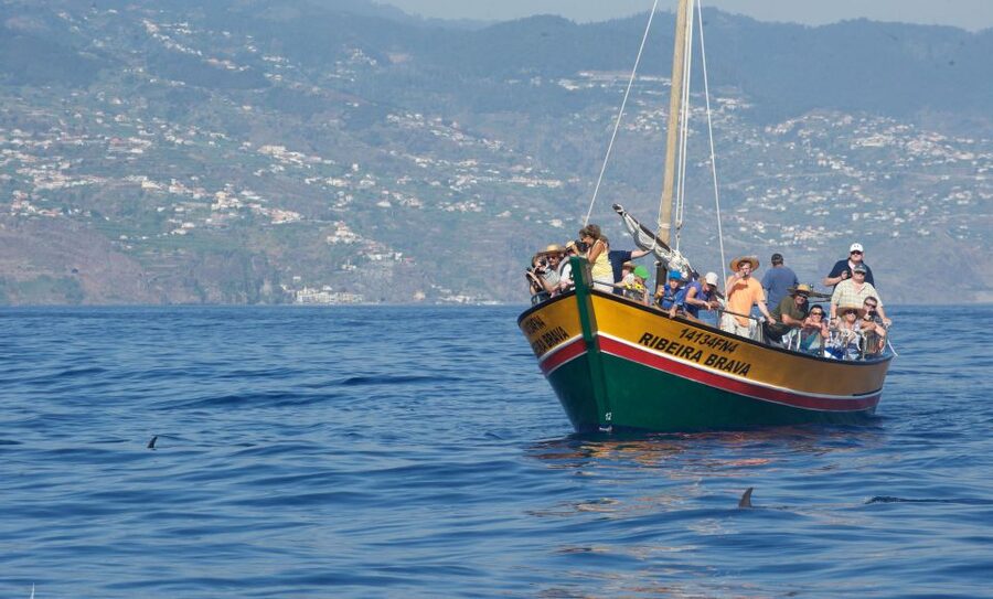 Madeira: Whale Watching Excursion in a Traditional Vessel - Price and Value: Is $53 a Smart Spend in Madeira?
