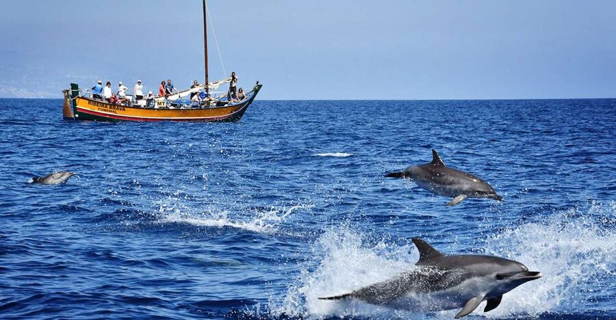 Madeira: Whale Watching Excursion in a Traditional Vessel - Protected Waters Around Madeira: How the Search Really Works