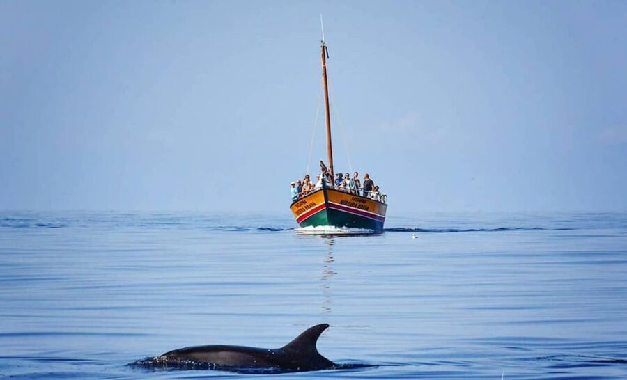 Madeira: Whale Watching Excursion in a Traditional Vessel - Dolphins First, Whales When They Surface: What to Expect