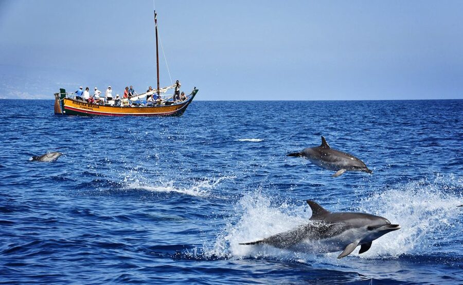 Madeira: Whale Watching Excursion in a Traditional Vessel - Where You Meet in Madeira: Marina Clues That Save Time